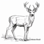 Stunning White Tailed Deer Antlers Coloring Page 1