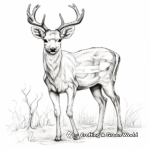 Stunning White Tailed Deer Antlers Coloring Page 3