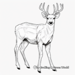 Stunning White Tailed Deer Antlers Coloring Page 4
