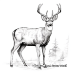 Stunning White-Tailed Mule Deer Coloring Pages 1