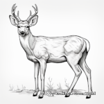 Stunning White-Tailed Mule Deer Coloring Pages 2