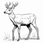 Stylized Mule Deer Coloring Pages for Advanced Artists 3