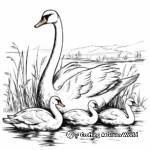 Swan Family Coloring Pages: Male, Female, and Cygnets 2
