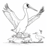 Teaching Resource: Pelican Life Cycle Coloring Pages 3