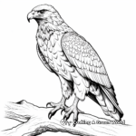 The Majestic Ferruginous Hawk Coloring Pages 4
