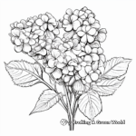 Variegated Hydrangea Coloring Pages for Botany Lovers 2