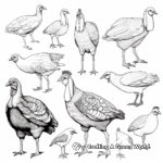 Various Breeds of Turkey Coloring Pages 4