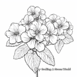 Vibrant Hydrangea Macrophylla Coloring Sheets 4