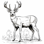 Vibrant Mule Deer Buck Coloring Pages 3
