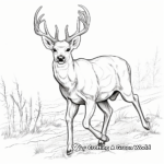 Vibrant Mule Deer Buck Coloring Pages 4