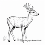White Tailed Deer Profile View Coloring Page 1