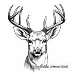 Whitetail Deer Head Coloring Pages for Hunting Enthusiasts 1