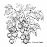 Wild Raspberry Bush Coloring Pages 2