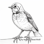 Young Western Meadowlark Coloring Pages 1