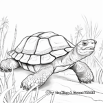 African Spurred Tortoise Coloring Pages 2