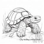 African Spurred Tortoise Coloring Pages 3