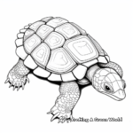 Albino Turtle Shell Coloring Pages 1