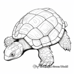 Albino Turtle Shell Coloring Pages 2