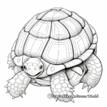 Albino Turtle Shell Coloring Pages 3