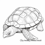 Albino Turtle Shell Coloring Pages 4