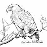 American Bald Eagle Feather Coloring Pages 2