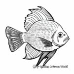 Angelfish Species Identification Coloring Pages 1
