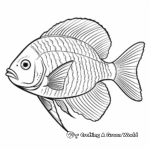 Angelfish Species Identification Coloring Pages 2