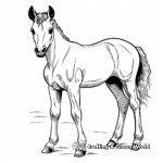 Arabian Foal Coloring Pages for Kids 3
