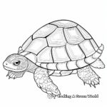 Asian Box Turtle Shell Coloring Pages: East Meets West 3