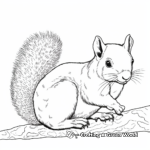 Attractive Eastern Gray Squirrel Coloring Pages 3