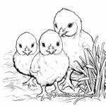 Baby Chicks on the Farm Coloring Pages 4