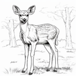 Beautiful Deer Coloring Pages 4