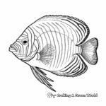 Beautiful Emperor Angelfish Coloring Pages 2