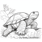Beautiful Galapagos Giant Tortoise Coloring Pages 1