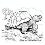 Beautiful Galapagos Giant Tortoise Coloring Pages 2