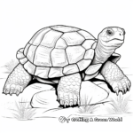 Beautiful Galapagos Giant Tortoise Coloring Pages 4