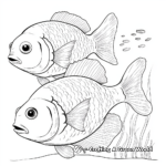 Bluegill Fish Family Coloring Pages: Male, Female, and Fry 3