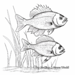 Bluegill Fish Family Coloring Pages: Male, Female, and Fry 4