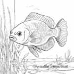 Bluegill in Natural Habitat Coloring Pages 4