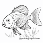 Bluegill Species Variety Coloring Pages 1