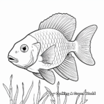 Bluegill Species Variety Coloring Pages 4