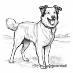 Border Collie in Different Weather Conditions Coloring Pages 3