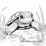 Box Turtle Coloring Pages for Animal Lovers 1