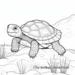 Box Turtle Coloring Pages for Animal Lovers 2