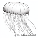 Breathtaking Pacific Sea Nettle Jellyfish Coloring Page 4