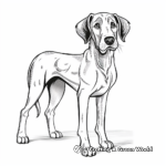 Brindle Great Dane Coloring Pages 3