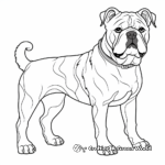 Bulldog Breeds Coloring Pages: English, French, and American 1