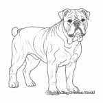 Bulldog Breeds Coloring Pages: English, French, and American 2