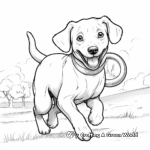 Chocolate Lab with a Frisbee Coloring Page 2