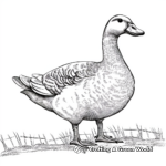 Classic Farm Duck Coloring Pages for Kids 1